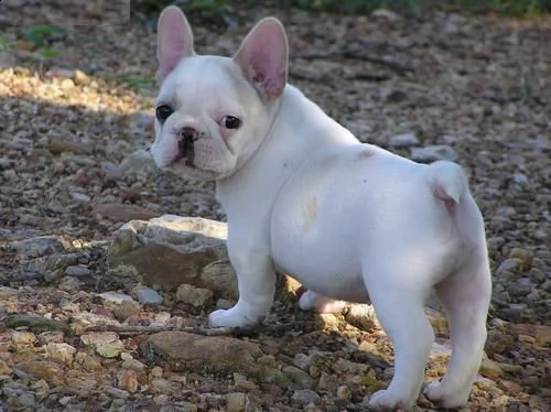 regalo bulldog francese cuccioli disponibile....