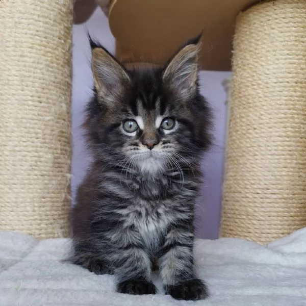 maine coon