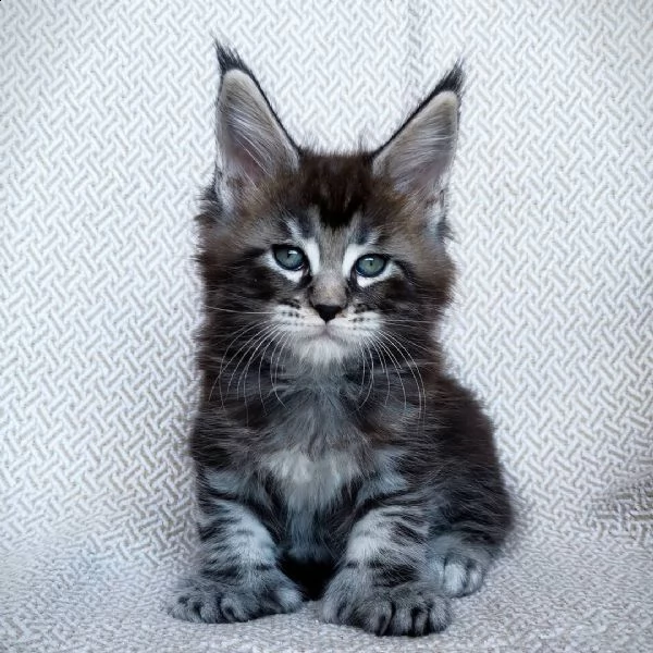 maine coon a disposizione | Foto 1