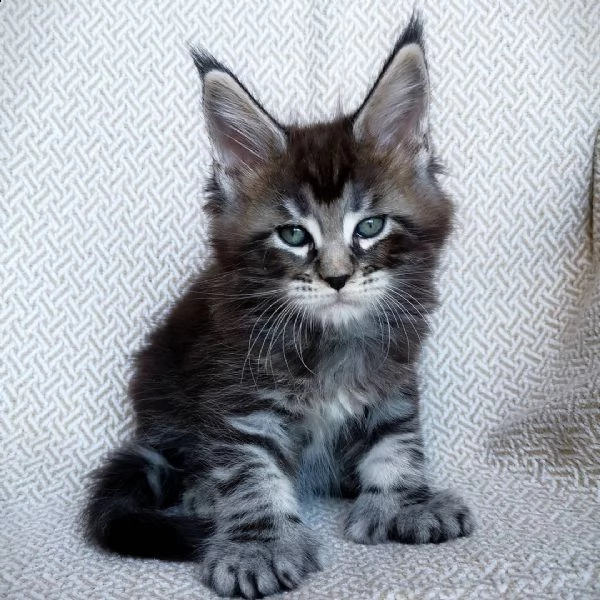 maine coon a disposizione | Foto 0