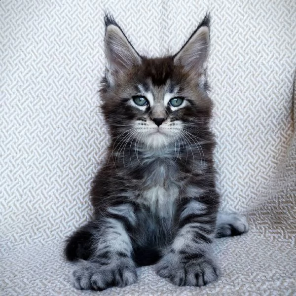 maine coon a disposizione
