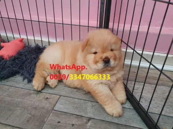 cuccioli maschio e femmina chow chow di 75 giorni