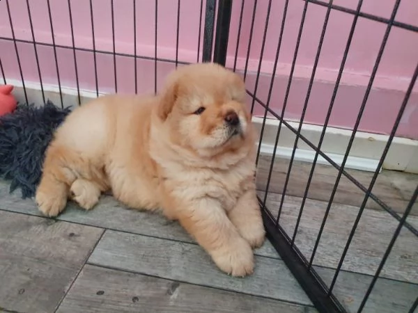 cuccioli maschio e femmina chow chow di 75 giorni | Foto 1