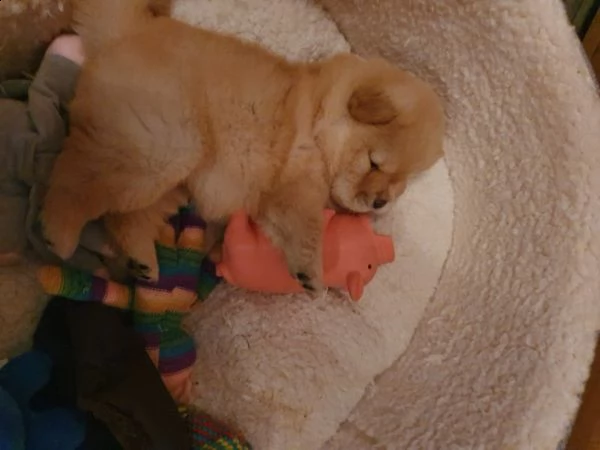 cuccioli maschio e femmina chow chow di 75 giorni | Foto 0