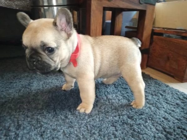 bouledogue francesi di 85gg | Foto 2