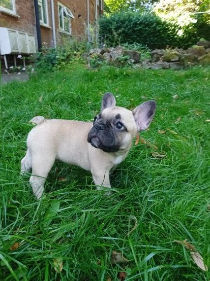 bouledogue francesi di 85gg