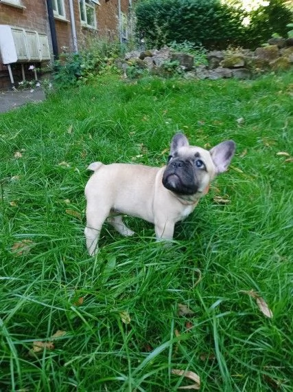 bouledogue francesi di 85gg | Foto 1