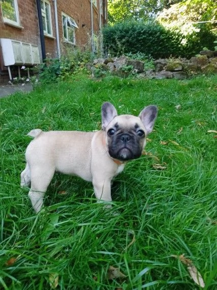 bouledogue francesi di 85gg | Foto 0