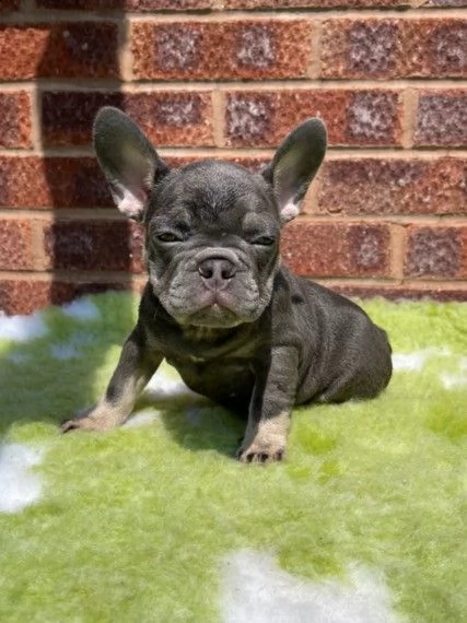 cuccioli bouledogue francese di tre mesi | Foto 2