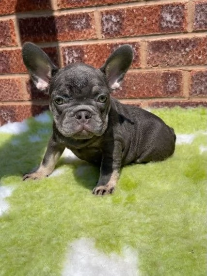 cuccioli bouledogue francese di tre mesi | Foto 1