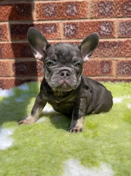 cuccioli bouledogue francese di tre mesi