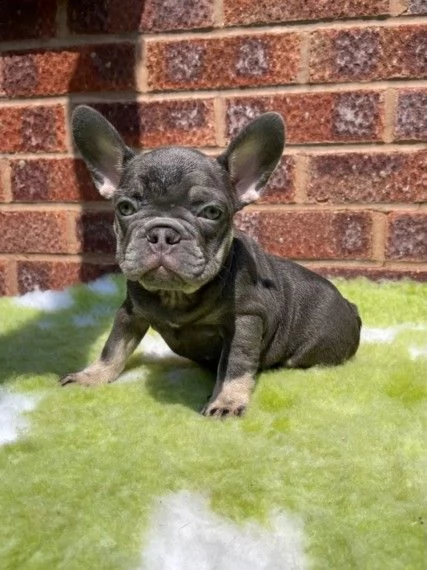 cuccioli bouledogue francese di tre mesi | Foto 0