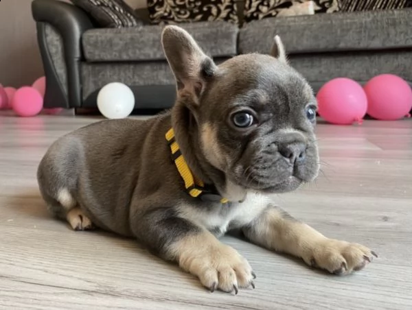 4 cuccioli di bouledogue francese | Foto 0