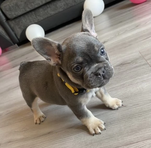 4 cuccioli di bouledogue francese