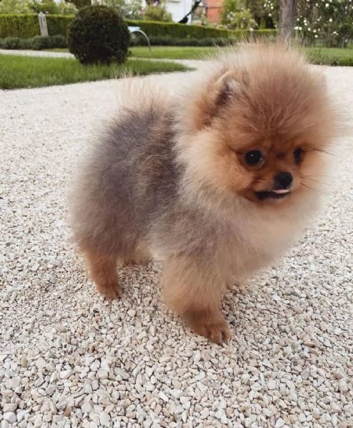 pomeranian