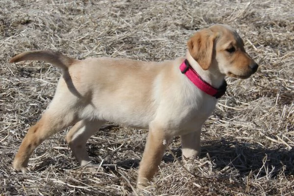 regalo labrado stupende | Foto 0