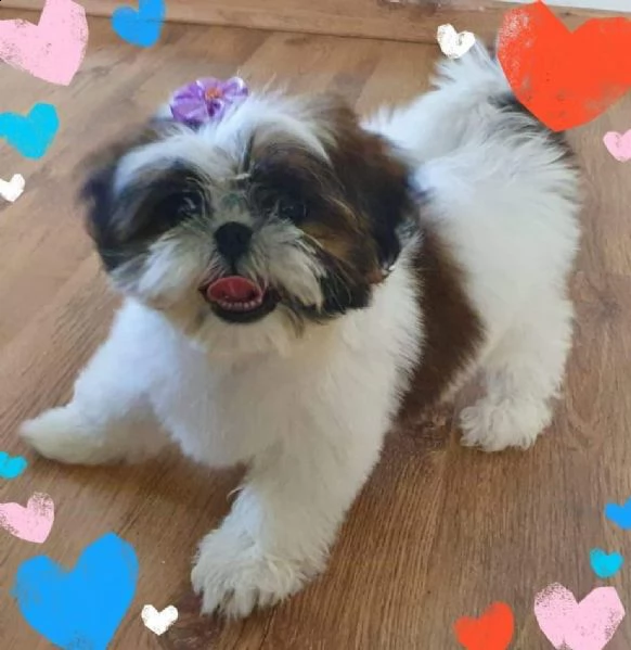regalo shitzu mini | Foto 0
