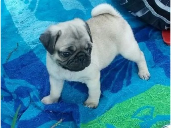 vendita cucciolo cuccioli carlino toy maschi femmine