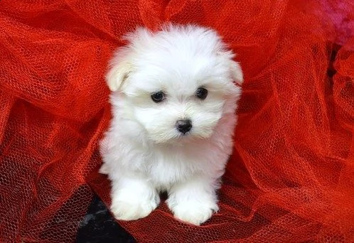 (()) maltese mini toy maschio e femmina