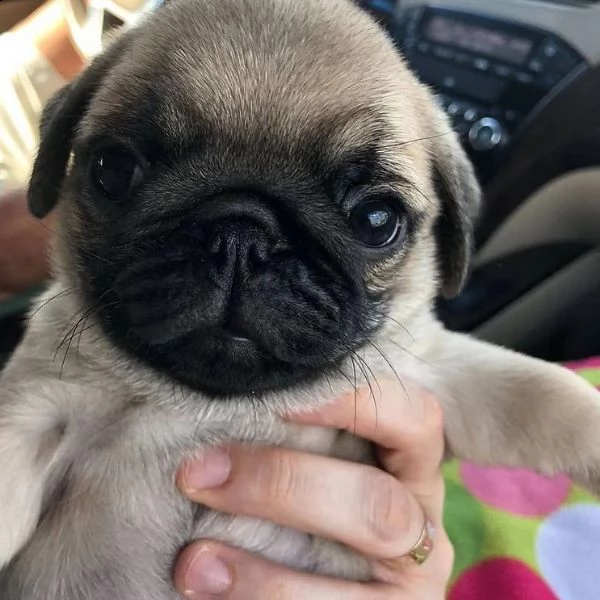 regalo carlino | Foto 0