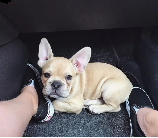 cuccioli bulldog francese | Foto 0