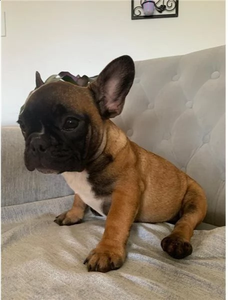 cuccioli di bulldog francese per l'adozione