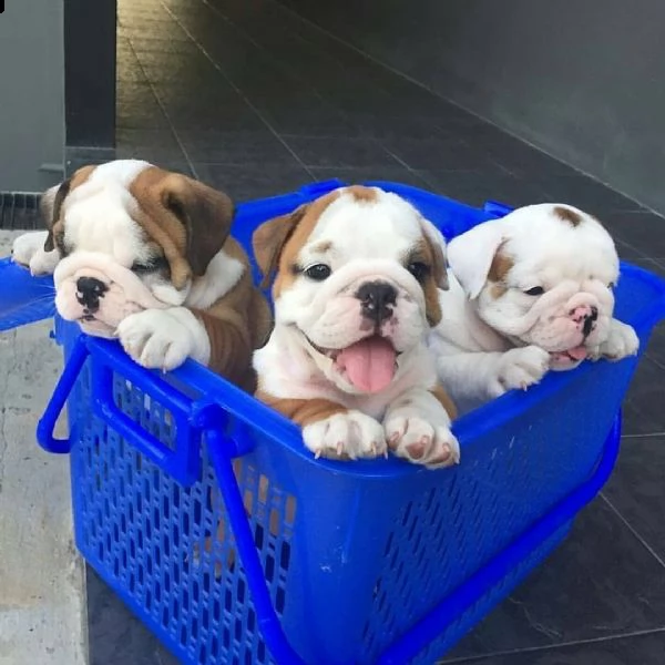 abbiamo dei bellissimi cuccioli di bulldog inglese disponibili per l'adozione