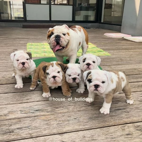 abbiamo dei bellissimi cuccioli di bulldog inglese disponibili per l'adozione | Foto 0