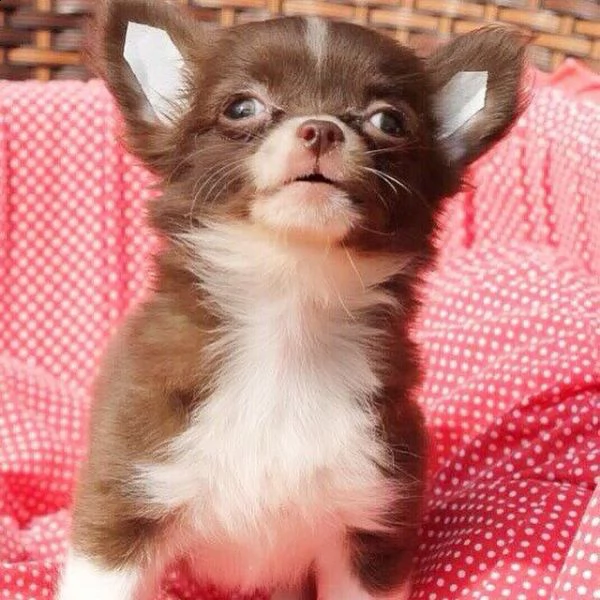 bellissimi cuccioli di chihuahua in cerca di una casa per sempre