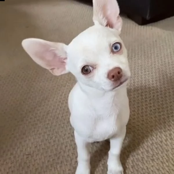 bellissimi cuccioli di chihuahua in cerca di una casa per sempre | Foto 0