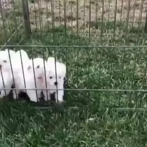 bellissimi ❤️ cuccioli maltesi disponibili per la vendita | Foto 0