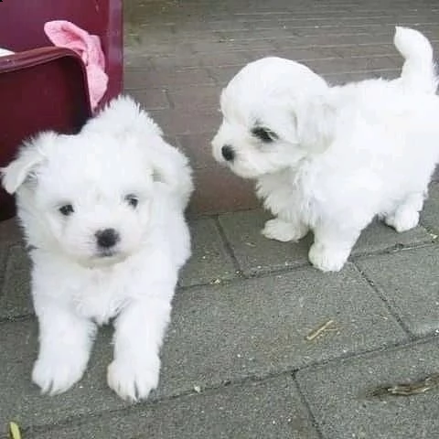 bellissimi ❤️ cuccioli maltesi disponibili per la vendita