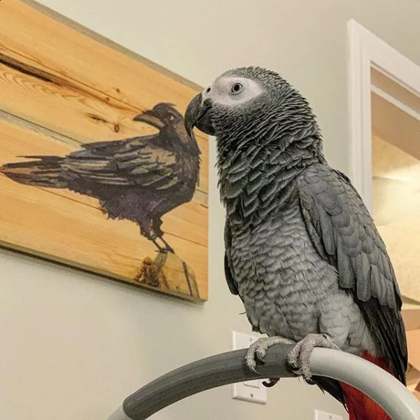 bellissimi ❤️ pappagalli cenerini africani in vendita | Foto 0