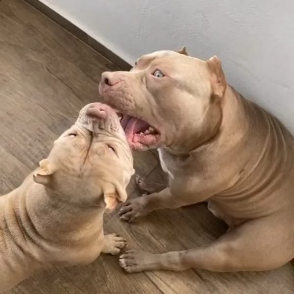 adorabili cuccioli di pitbull disponibili per l'adozione