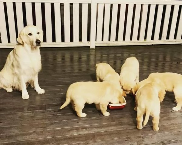 vendo adorabili cuccioli di labrador