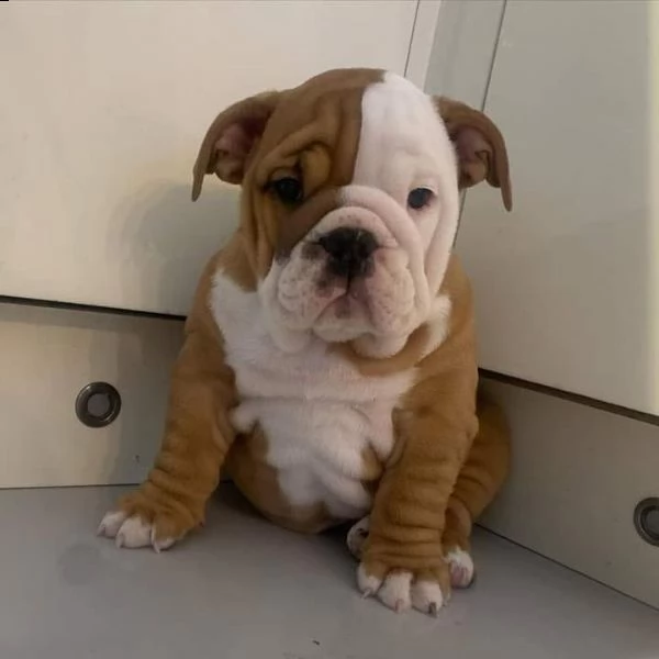 adorabili cuccioli di bulldog inglese per te | Foto 1