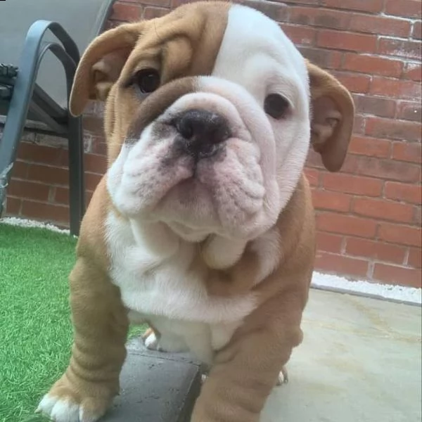 adorabili cuccioli di bulldog inglese per te | Foto 0