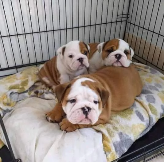 adorabili cuccioli di bulldog inglese per te
