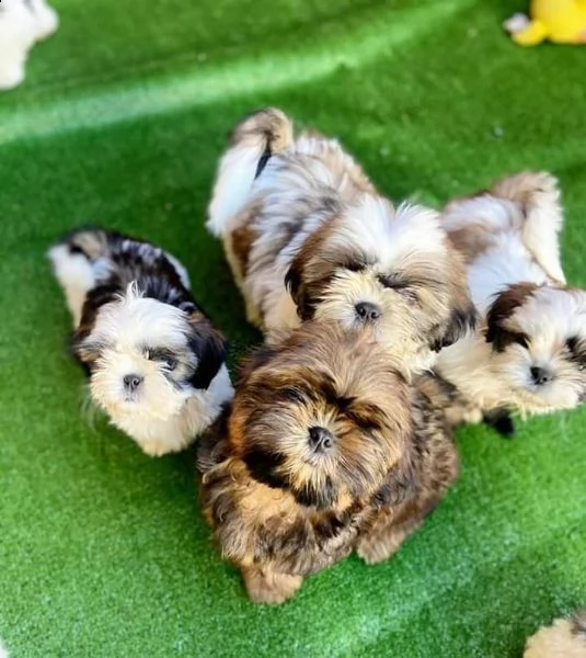 bellissimi cuccioli di shih tzu maschio e femmina