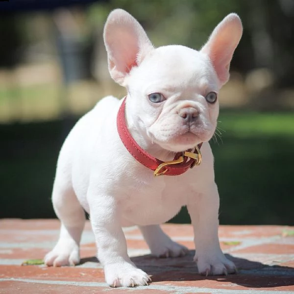 adorabili cuccioli di bulldog francese