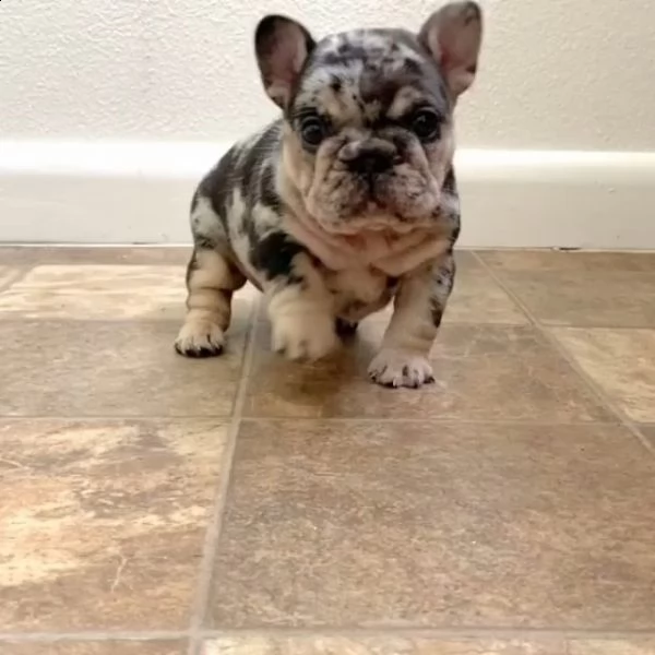 adorabili cuccioli di bulldog francese | Foto 2