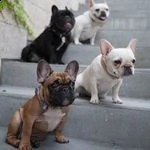 adorabili cuccioli di bulldog francese | Foto 1