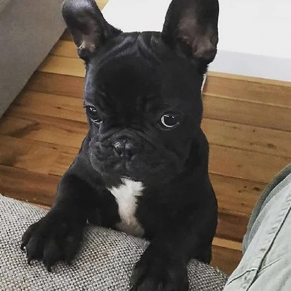 adorabili cuccioli di bulldog francese | Foto 0