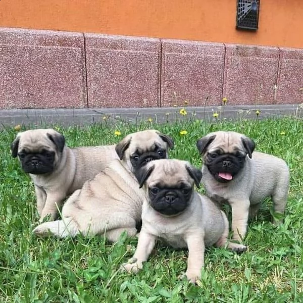bellissimi cuccioli di carlino in cerca di una casa per sempre | Foto 1