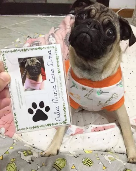 bellissimi cuccioli di carlino in cerca di una casa per sempre