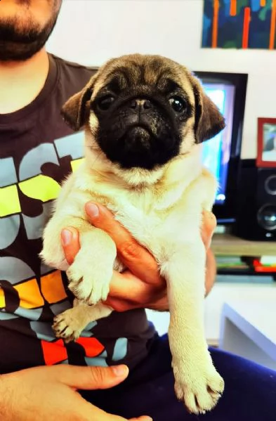 bellissimi cuccioli di carlino in cerca di una casa per sempre | Foto 0
