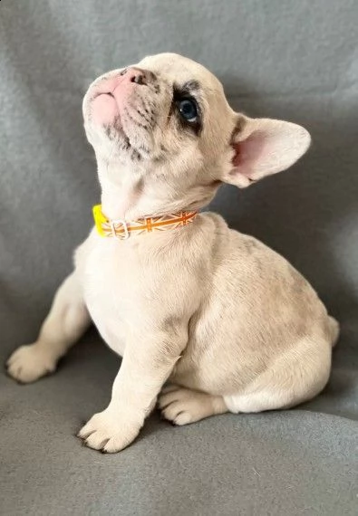 bellissimo cucciolo di bouledogue francese | Foto 1