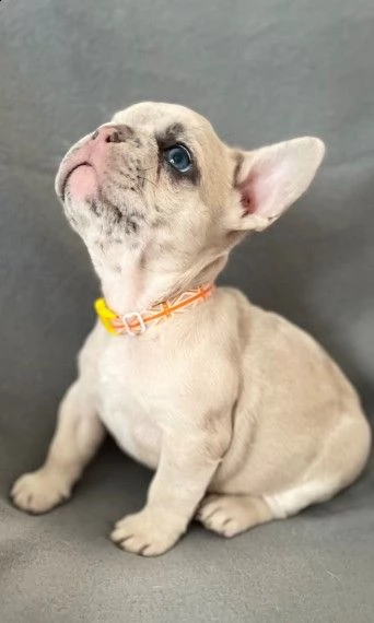 bellissimo cucciolo di bouledogue francese | Foto 0