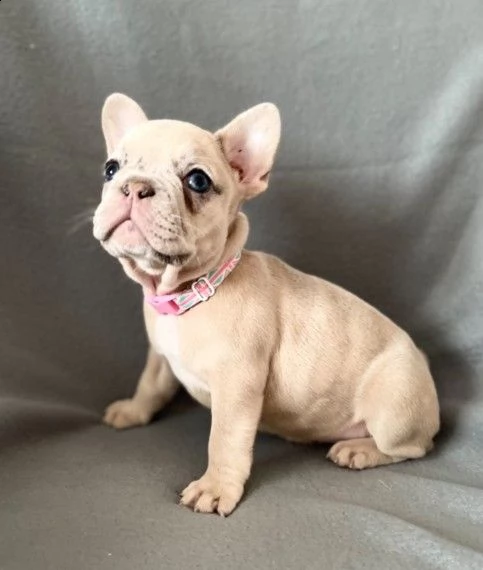 bellissimo cucciolo di bouledogue francese