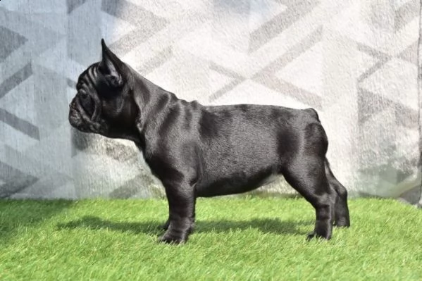 bellissimo bulldog francese blue